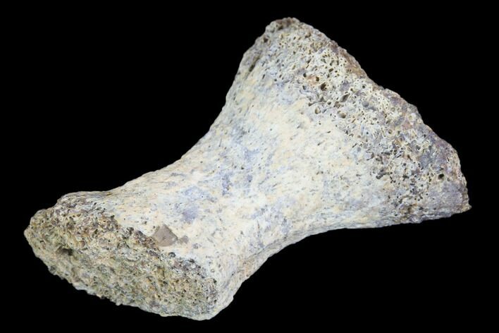 Fossil Phytosaur Toe Bone - Arizona #102451